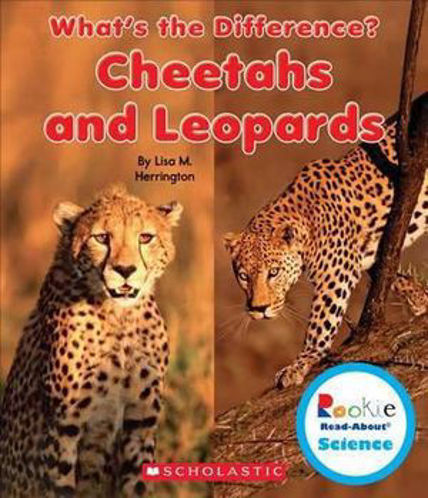 Picture of CHEETAHS AND LEOPARDS