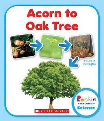 Picture of Acorn to Oak tree