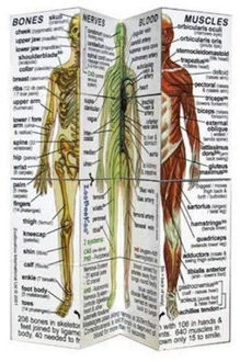 Picture of ZooBooKoo Human Body Systems and Statistics Cube Book