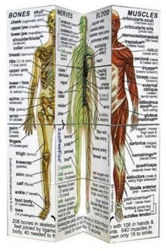 Picture of ZooBooKoo Human Body Systems and Statistics Cube Book