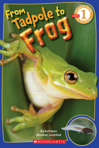 Picture of From Tadpole to Frog