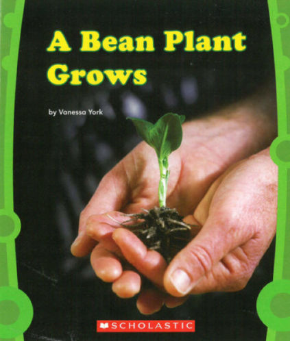 Picture of A Bean Plant Grows