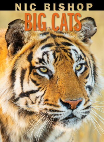 Picture of Nic Bishop Big Cats