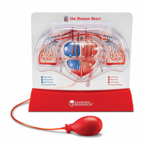 Picture of Learning Resources Pumping Heart Model, Teaching aid