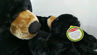 Picture of Black Bear and Cub