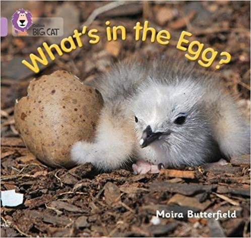 Picture of What's in the Egg? Big Cat Lilac Band 0
