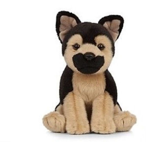 Picture of German Shepherd Puppy