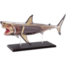 Picture of Discovery Mindblown: 4D Shark Anatomy Kit