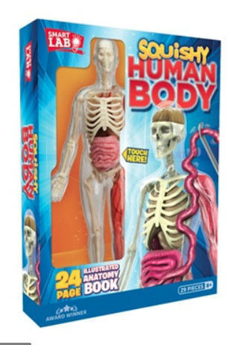 Picture of Squishy Human Body 21 removable Body Parts