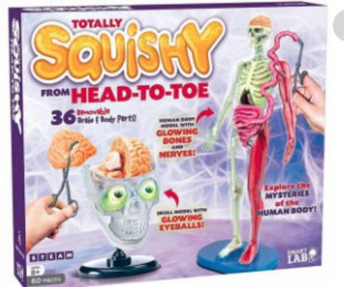 Picture of Totally Squishy from Head to Toe 36 removable brain Body Parts