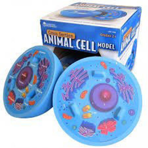 Picture of Cross-section Animal Cell Model