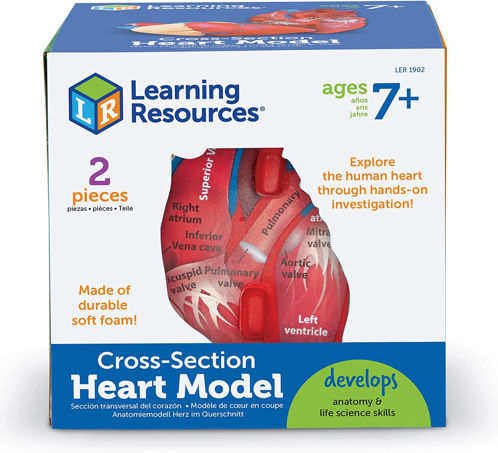 Picture of Heart Model Cross - Section