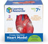 Picture of Heart Model Cross - Section