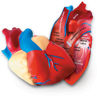 Picture of Heart Model Cross - Section
