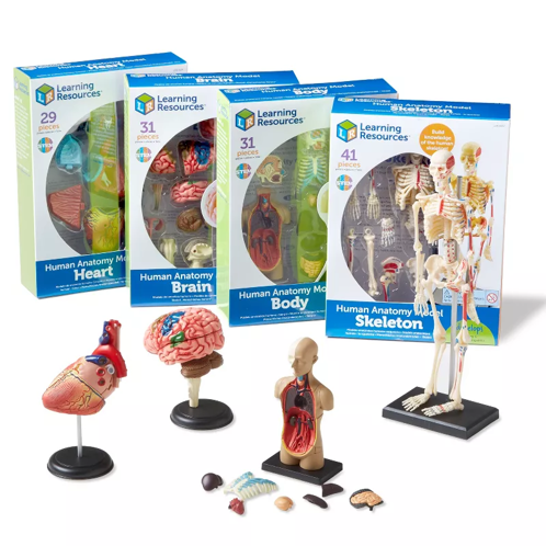Picture of Anatomy Display Model Set