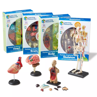 Picture of Anatomy Display Model Set