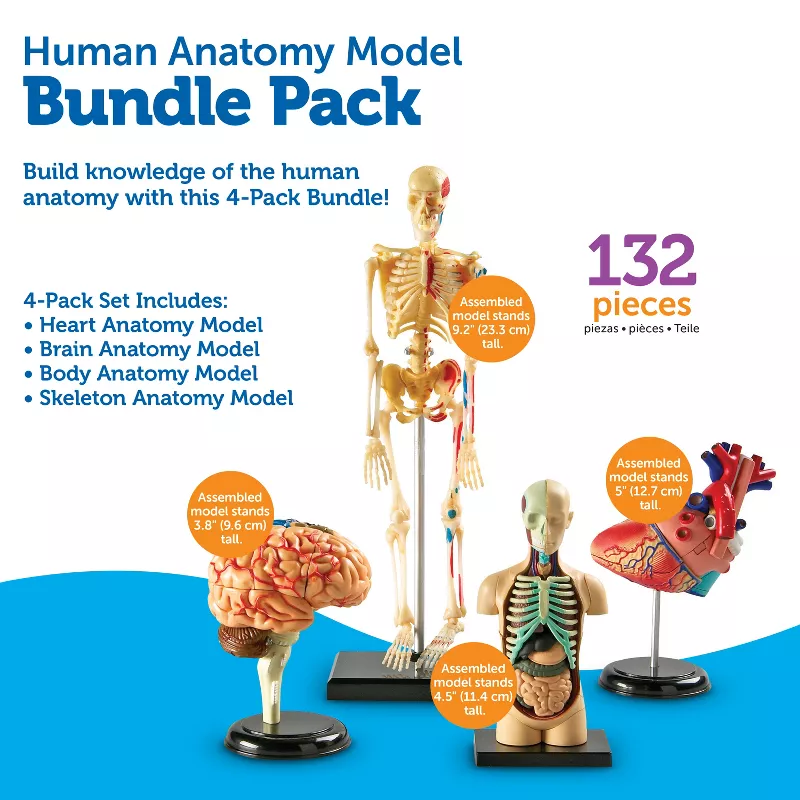 Anatomy Display Model Set Shop Kids Toy Online Little Thinker