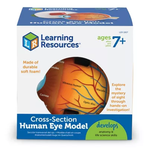 Picture of Cross-Section Human Eye Model