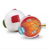 Picture of Cross-Section Human Eye Model
