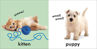 Picture of Baby Touch and Feel: Animals Board book